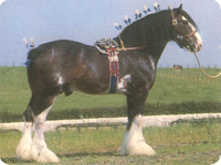 קליידסדייל