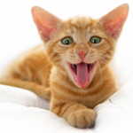 אילוף והתנהגות