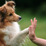 אילוף והתנהגות