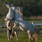 אילוף והתנהגות